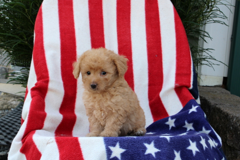 puppy, for, sale, Morki-Poo, Matthew B. Stoltzfus, dog, breeder, Gap, PA, dog-breeder, puppy-for-sale, forsale, nearby, find, puppyfind, locator, puppylocator, aca